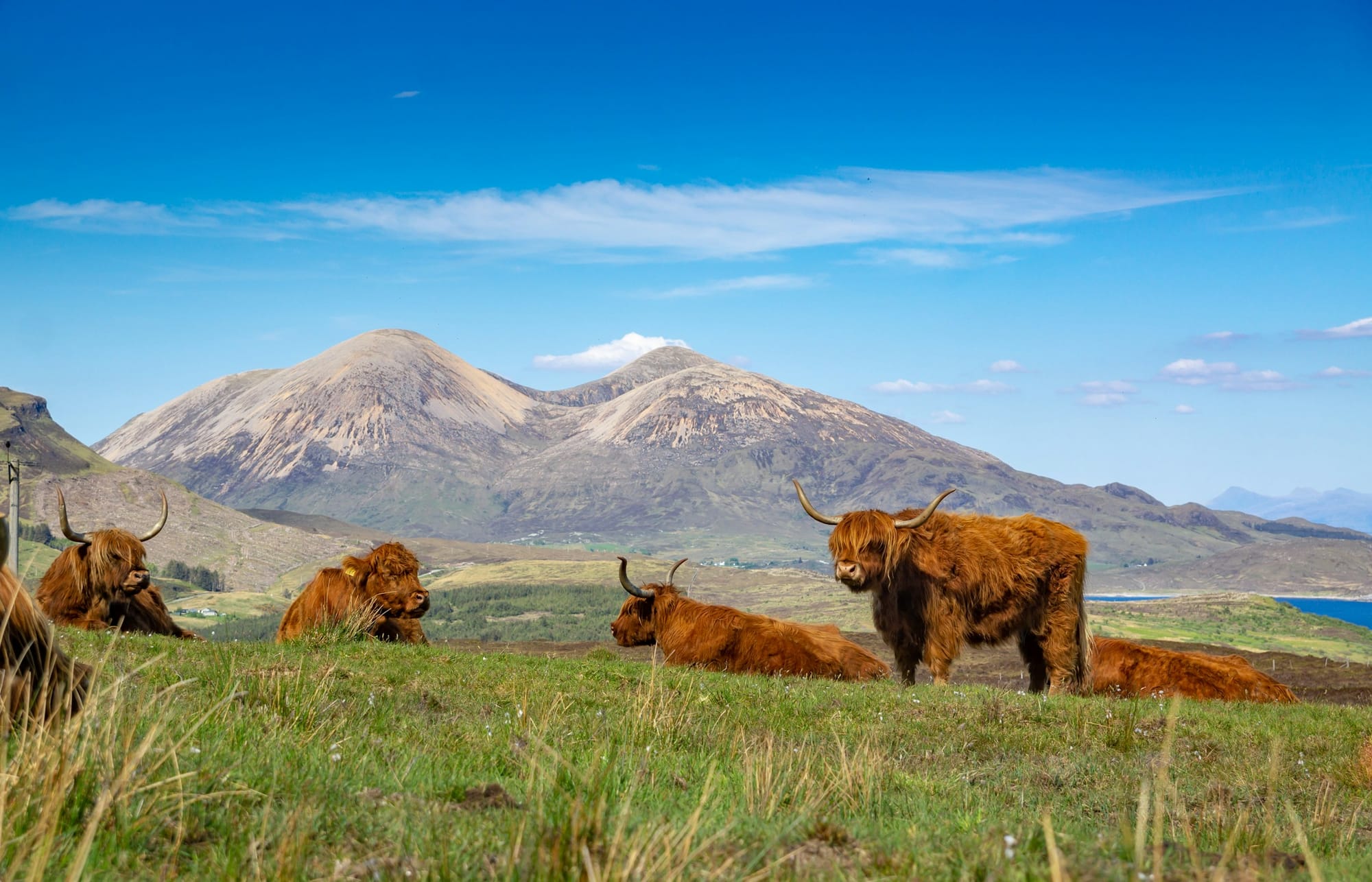Look out for Highland cows on your Scottish ramble