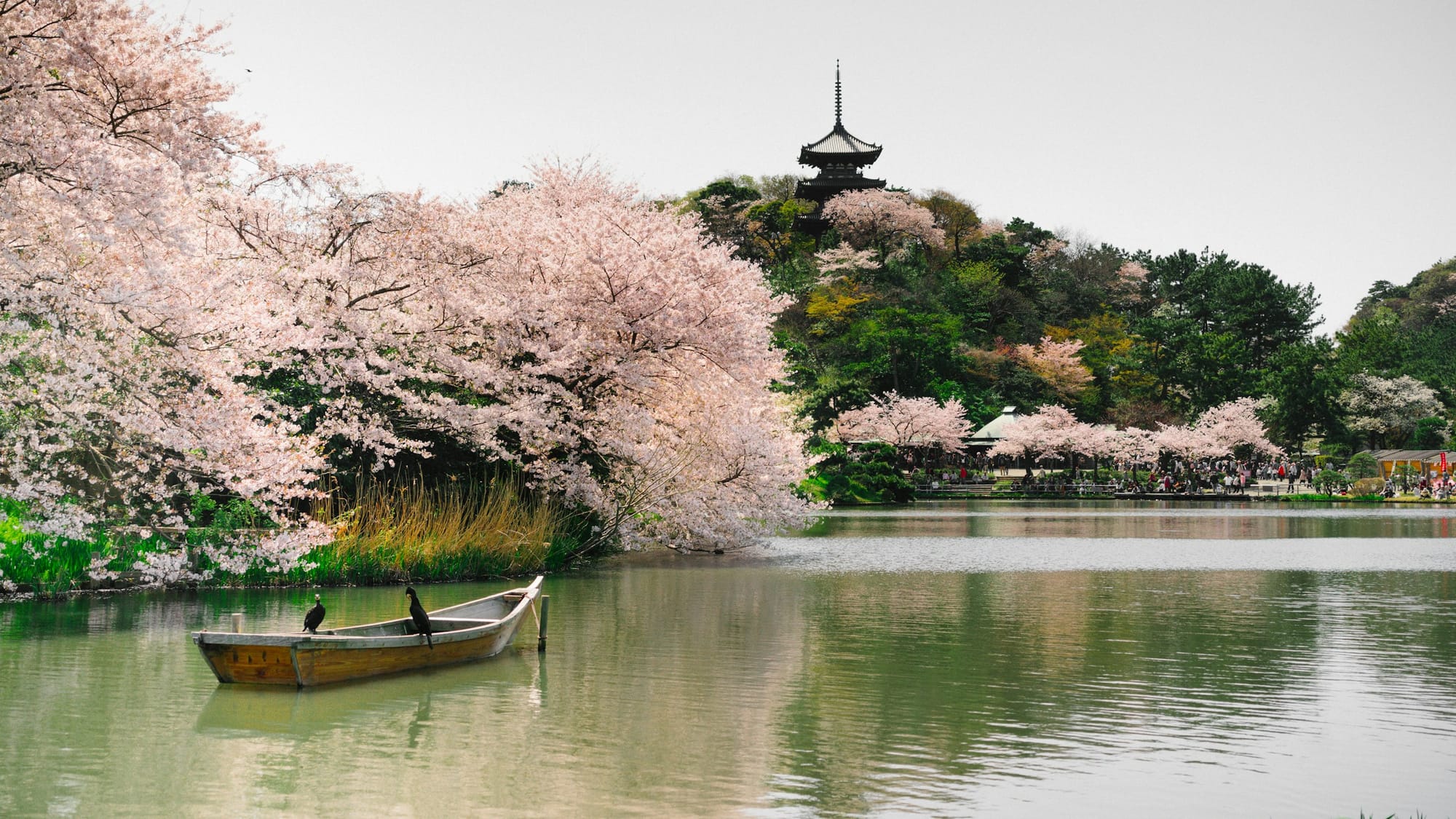 Cherry blossom season is Japan at its very best