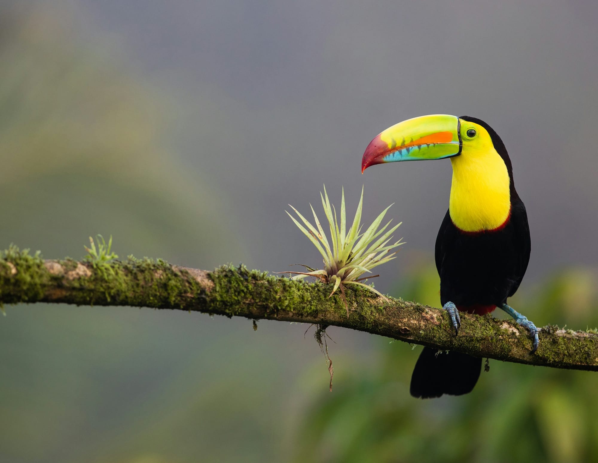 Get up close to the wildlife in Costa Rica