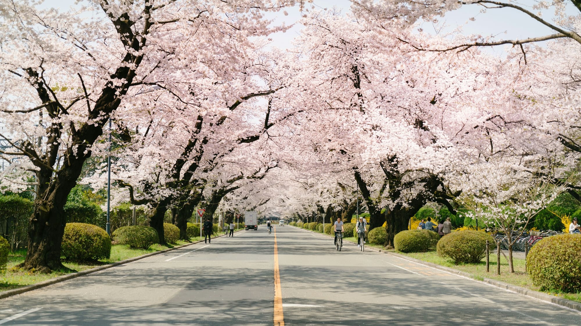 The Japanese Spring blossom is a sight to behold