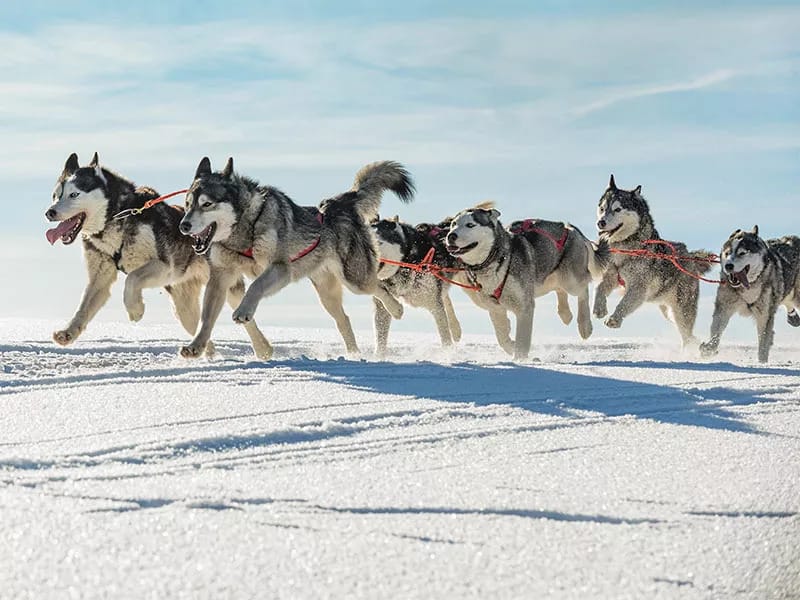 Admire huskies in their natural habitat with Fred Olsen