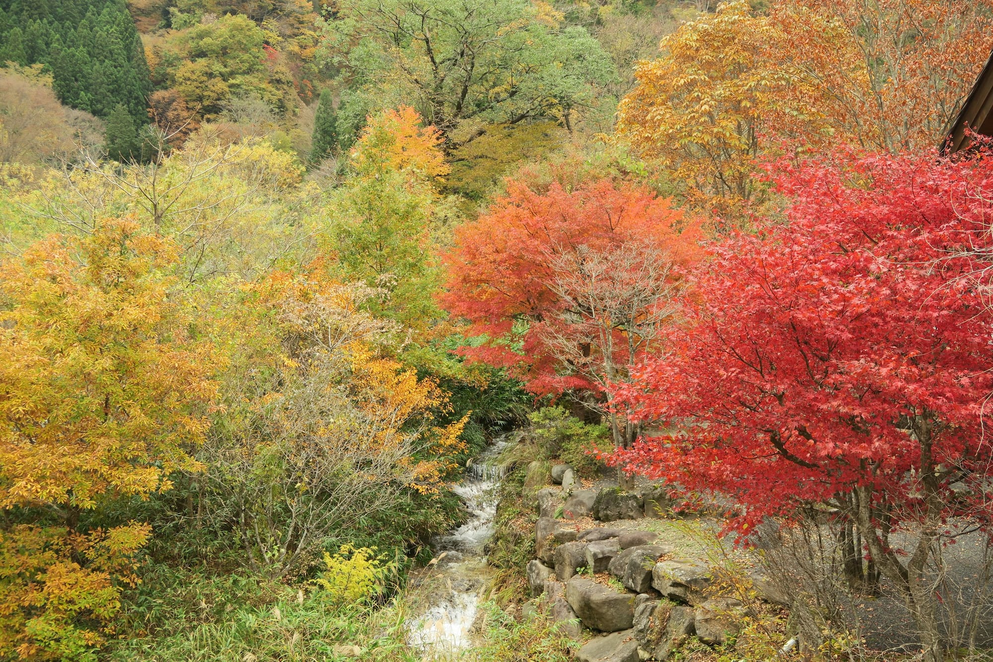 Japan comes alive in the Autumn with it's multicolour foliage