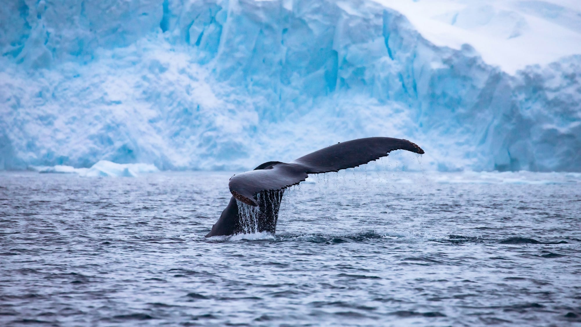 Head to the Arctic in Winter to see stunning scenes