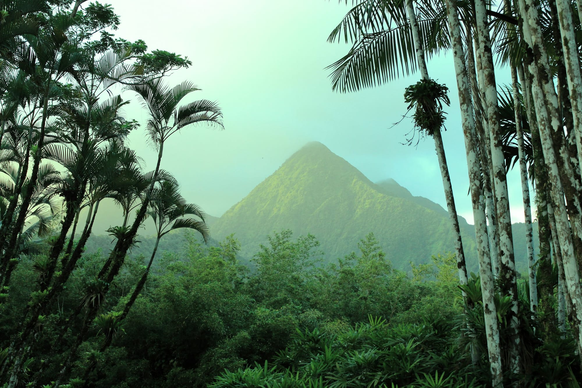 Explore the exotic scents and sounds of the Martinique rainforest