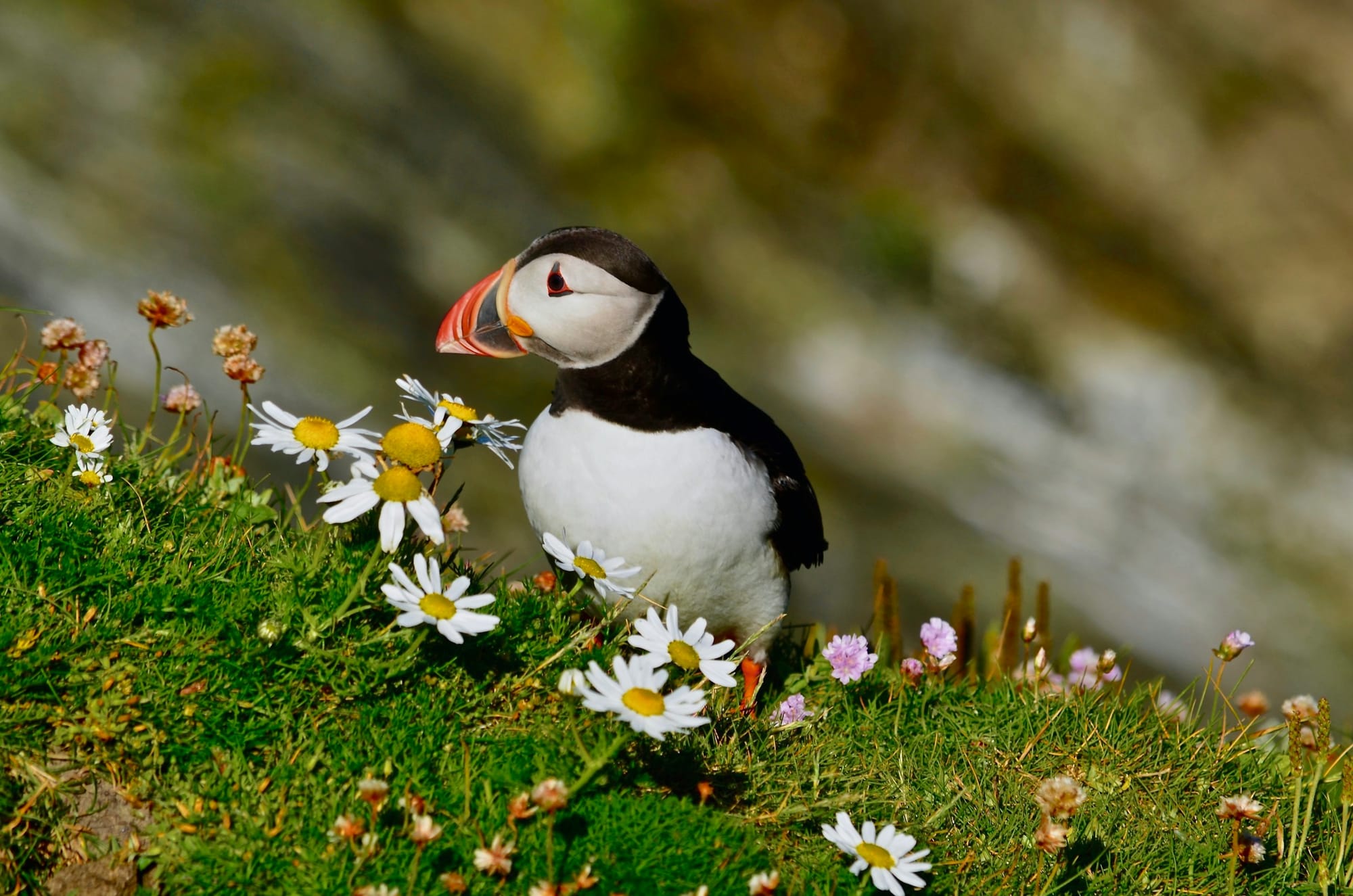 Admire the beautiful scenery and wildlife of the Shetland islands