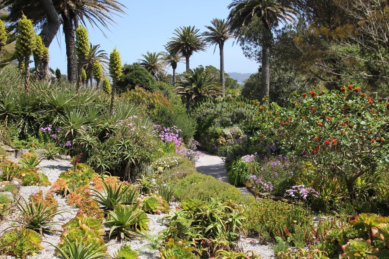 Tresco Abbey Gardens are unique in the UK with an amazing array of plant species