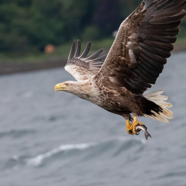 Spot a white-tailed eagle in the wild in Kristiansand