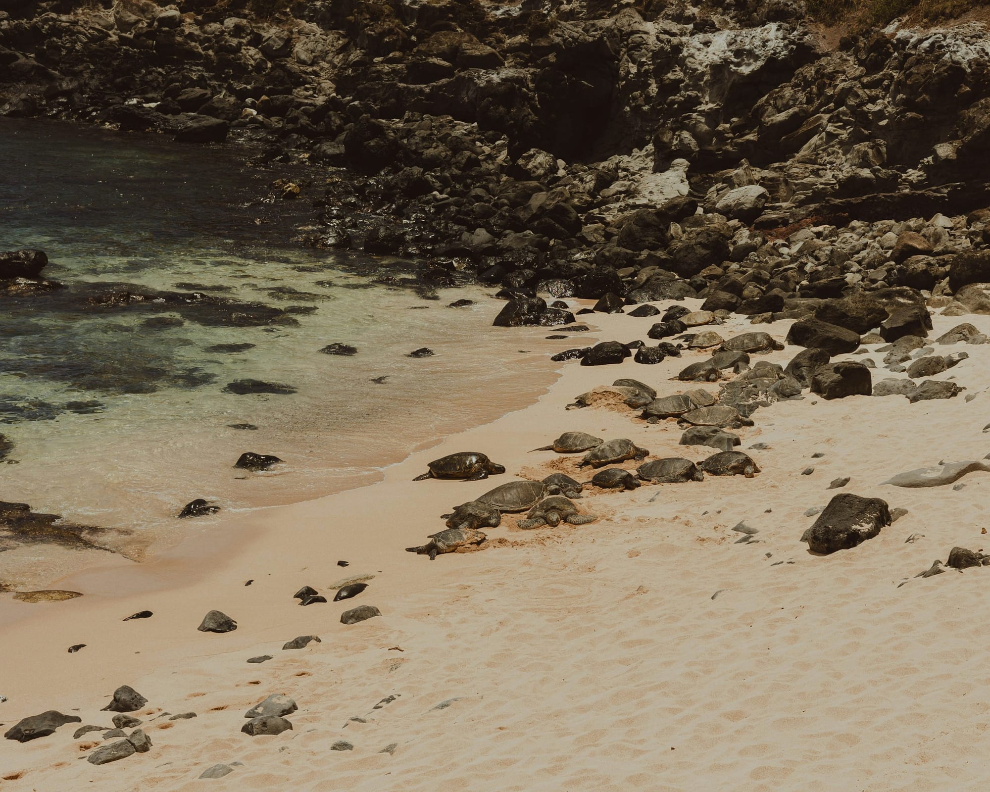 Stumble across sea turtles in their natural habitat in the Dominican Republic