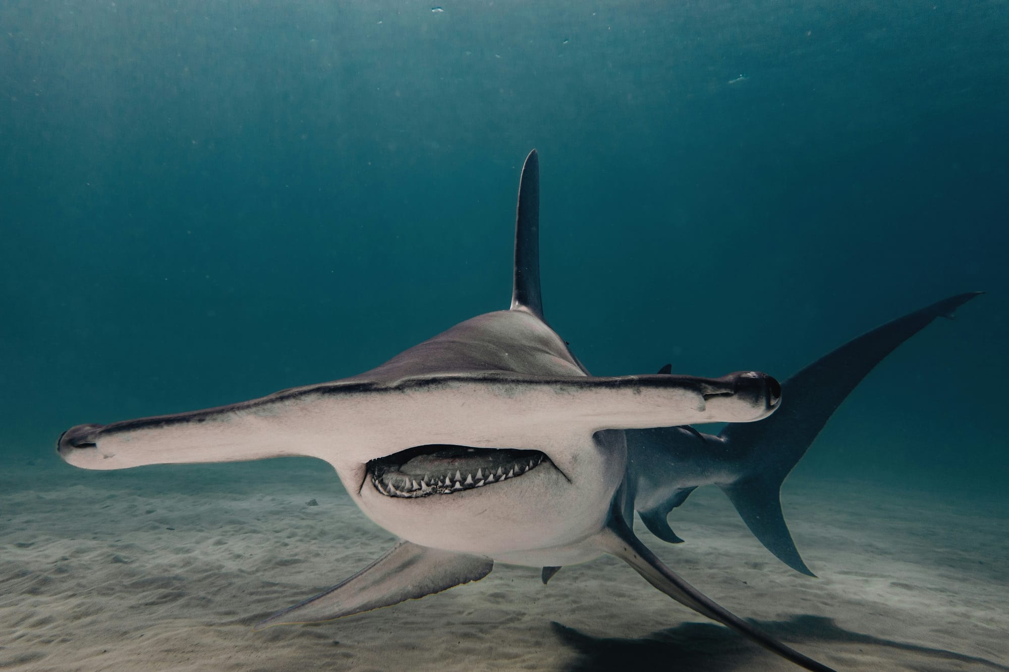 There's so many sea dwellers to discover when snorkelling in the Bimini Islands