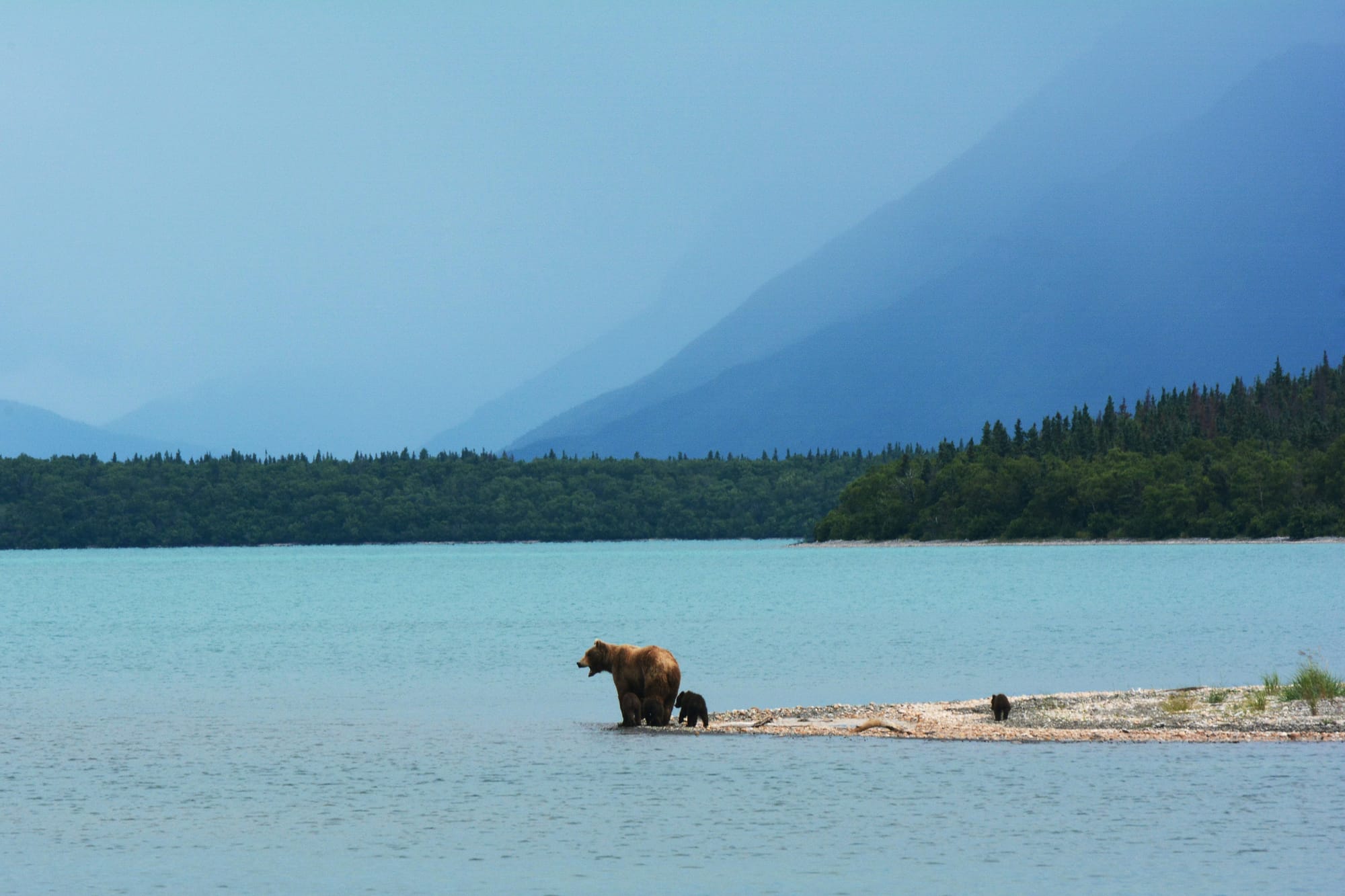 Witness once-in-a-lifetime encounters in Alaska