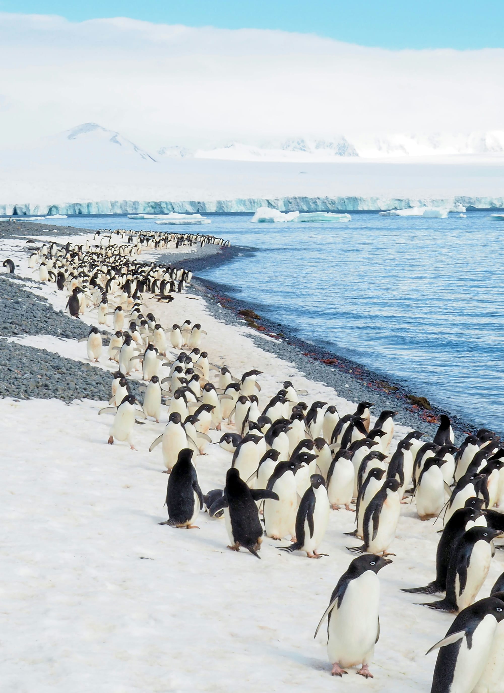 See penguins in their natural habitat in Antarctica.