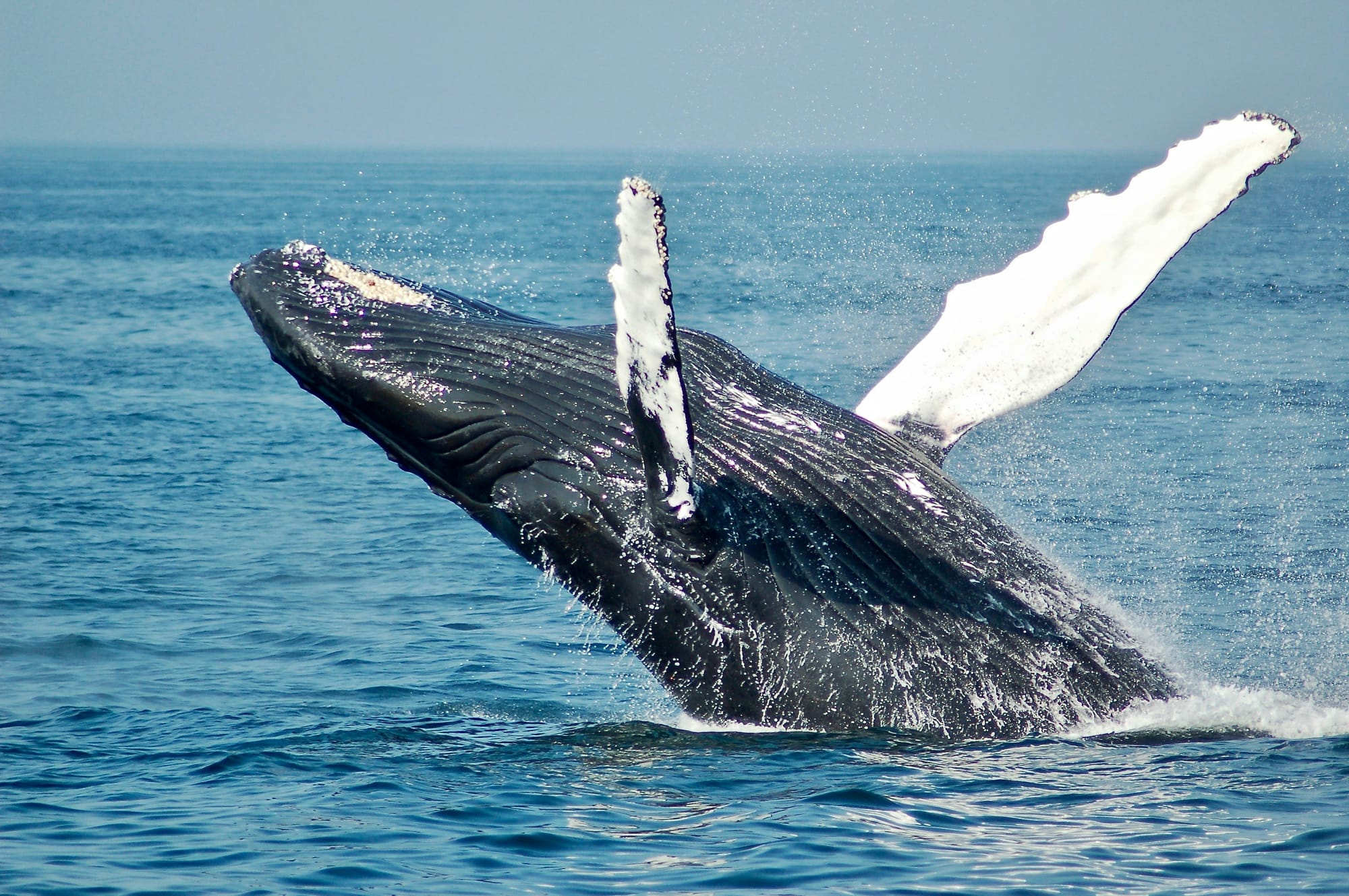 Watch whales in their natural habitat as you cruise around Iceland