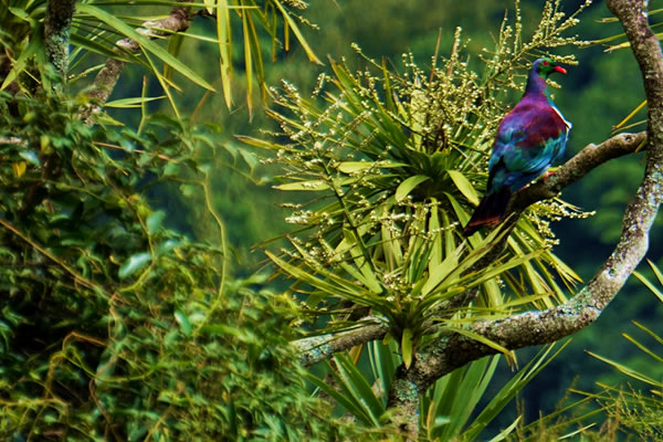 Image of cruise destination